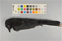 藏品(大卷尾)的圖片